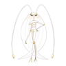 Pheromosa